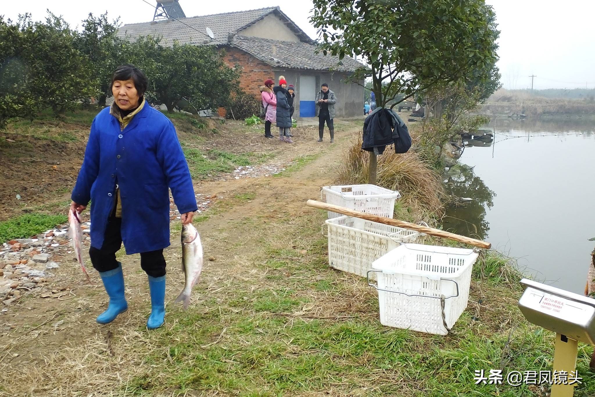 湖北宜昌:乡村鱼塘,农民拉网捉鱼,草鱼8元一斤,鲢鱼3元一斤