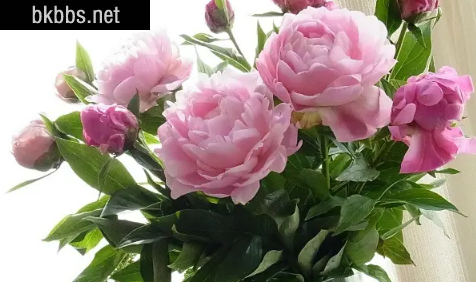 芍药鲜切花深水养还是浅水养1