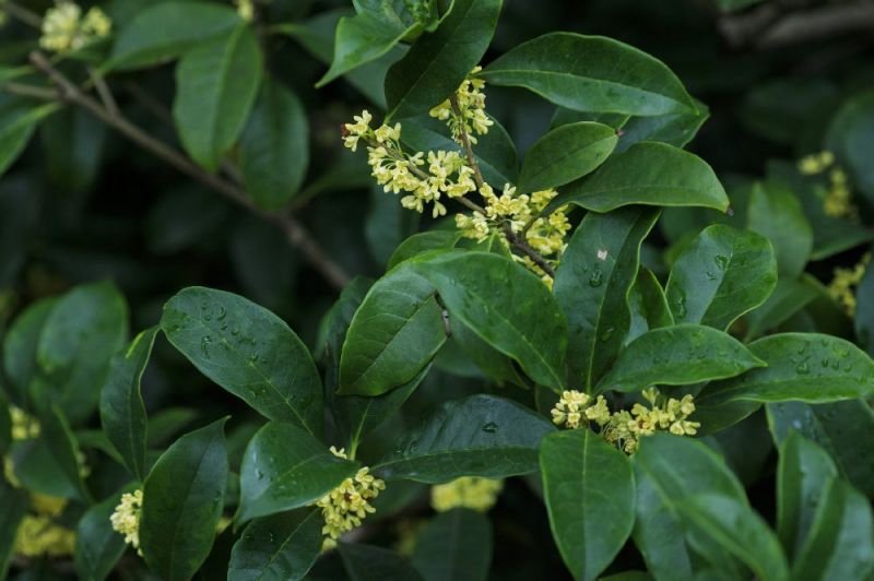 杭州桂花赏花好去处（开花时间 观赏地点）