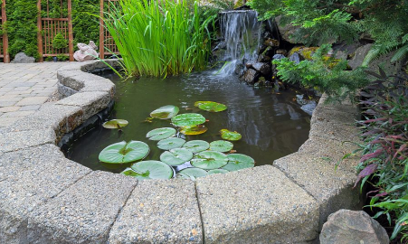 庭院水缸能种铜钱草吗3