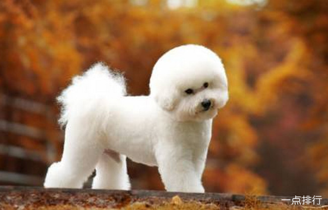 比熊犬‍