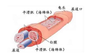 怎么样才能让海绵体二次生长