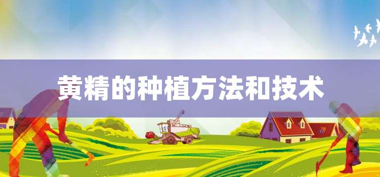 黄精的种植方法和技术